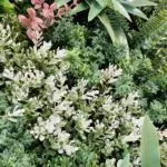 Jardín Vertical Urban Jungle plantas