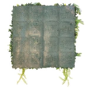 Backing New Rainforest