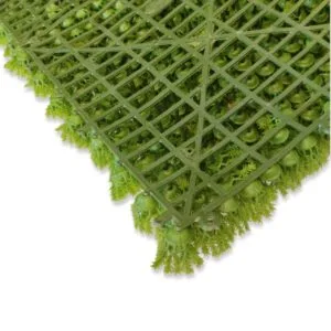 Musgo de fundo Musgo de árvore