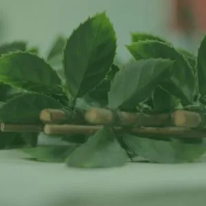 Cercas de privacidade