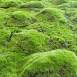 Cushion moss in detail