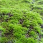 Details of Cushion Moss Artificial Moss