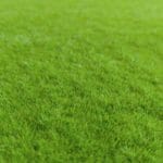 Flat moss en detalle