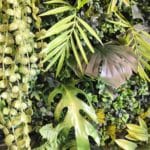 Hojas New Rainforest