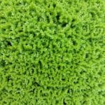 Musgo Artificial Tree Moss en detalle