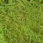 Fern-moss-detailed Details artificial moss Fern Moss