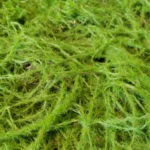 Fern Moss en detalle