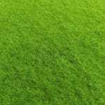 Musgo Flat moss en detalle