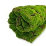 Musgo Artificial Springy Moss