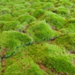 Springy Moss detailed