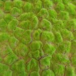 Springy Moss en detalle