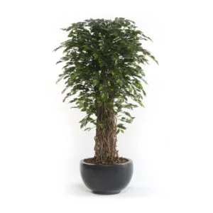 Ficus deluxe