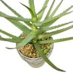 Ramas aloe vera artificial
