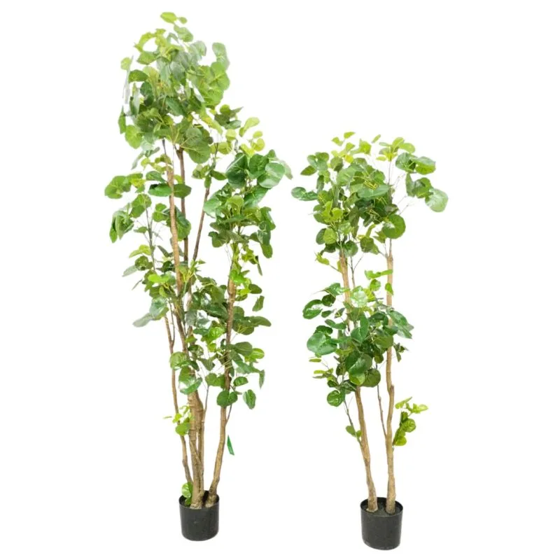 Árbol aralia de 165 cm y 195 cm