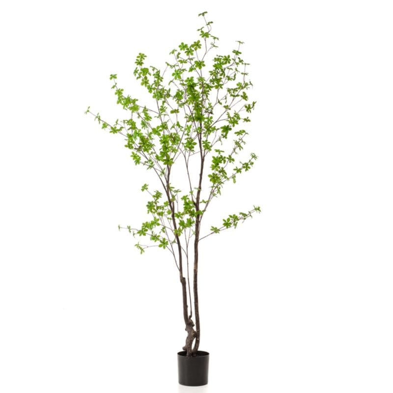 Árbol tropaeolum