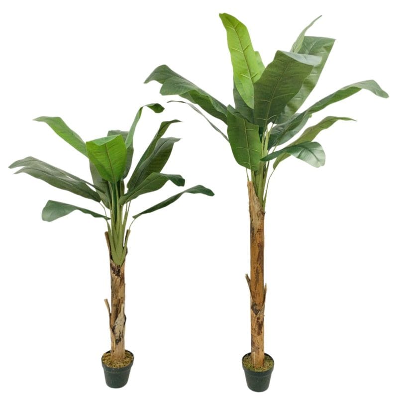 Árbol platanero de 155 cm y 185 cm
