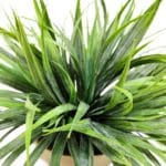 Detalles planta arbusto de hierba artificial