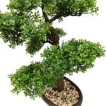 Hojas bonsái ficus