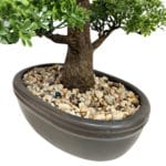 Macetero cerámico bonsái ficus