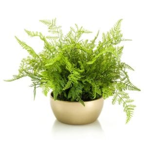 Bosque de helechos artificial