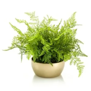 Bosque de helechos artificial