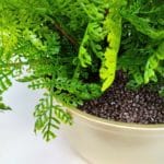 Maceta mini bosque de helechos