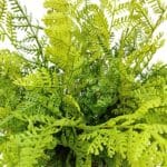 Mini bosque de helechos artificial