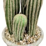 Dettaglio di un cactus San Pedro