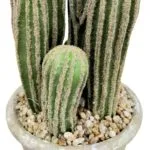 Cactus San Pedro 57 cm Detalle Detalle cactus san pedro
