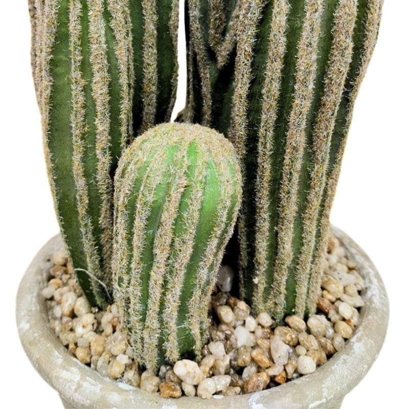 Detalle cactus san pedro