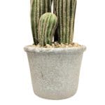 Cactus San Pedro 57 cm Maceta Macetero cactus san pedro