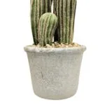 Cactus San Pedro 57 cm Maceta Macetero cactus san pedro