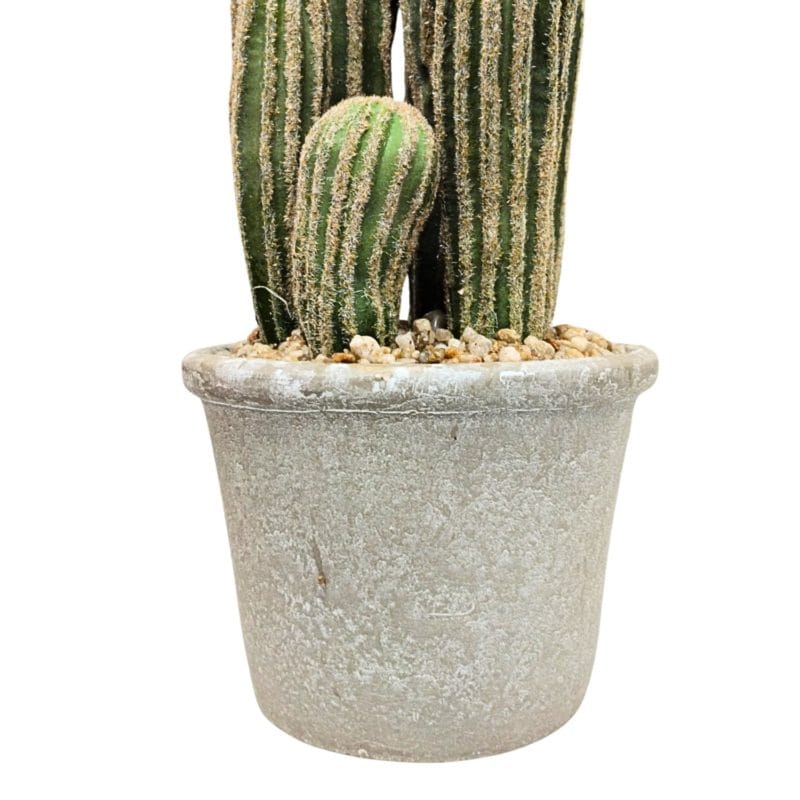 Macetero cactus san pedro