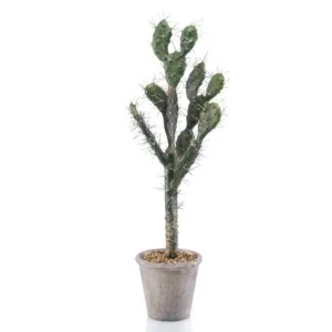 Planta cactus sabra