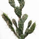 Detalle espinas cactus sabra artificial