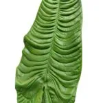 Detalle hoja de anthurium