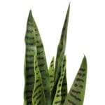 Detalle sansevieria 65 cm