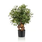 Árbol ficus botanic