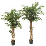 Ficus eco 145 y 175 cm