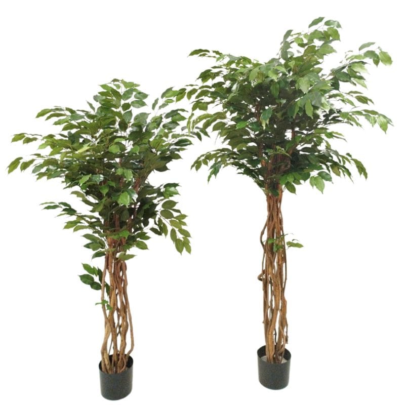 Ficus eco 145 y 175 cm