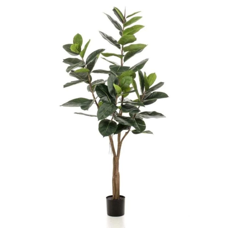 Árbol ficus lyrata