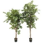 Ficus premium 175 cm y 205 cm