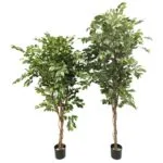 Ficus premium 175 cm y 205 cm