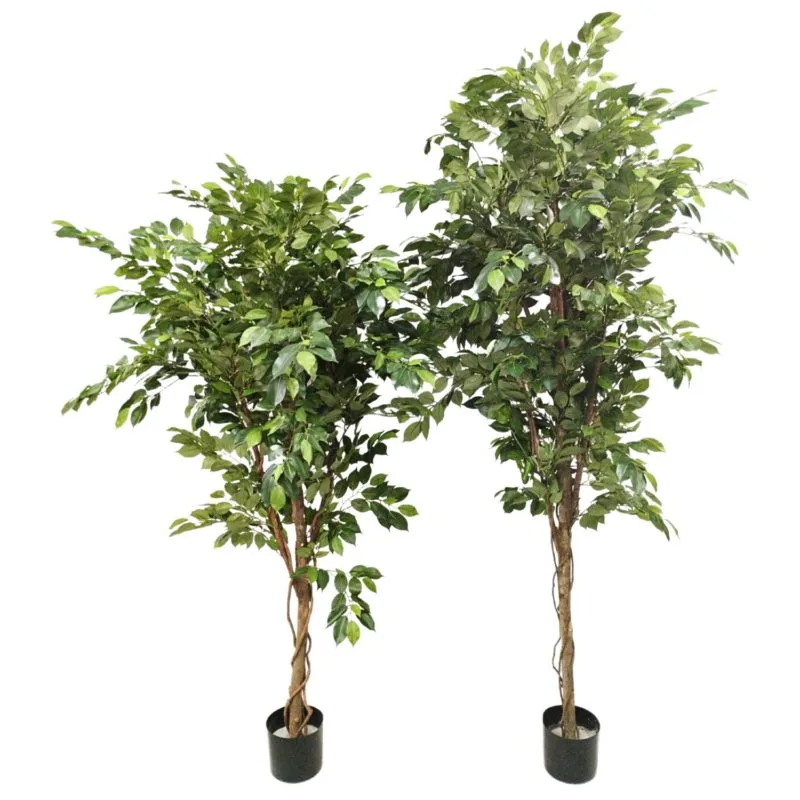 Ficus premium 175 cm y 205 cm