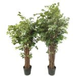 Ficus deluxe 180 cm y 210 cm