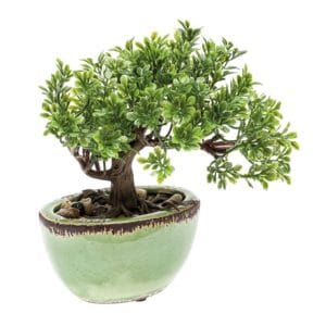 Ficus mini bonsai