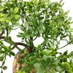 Hojas ficus mini bonsai