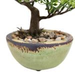 Maceta ficus mini bonsai