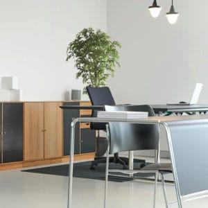 Decoración con ficus premium