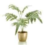 Samambaia phlebodium mini de 67 cm